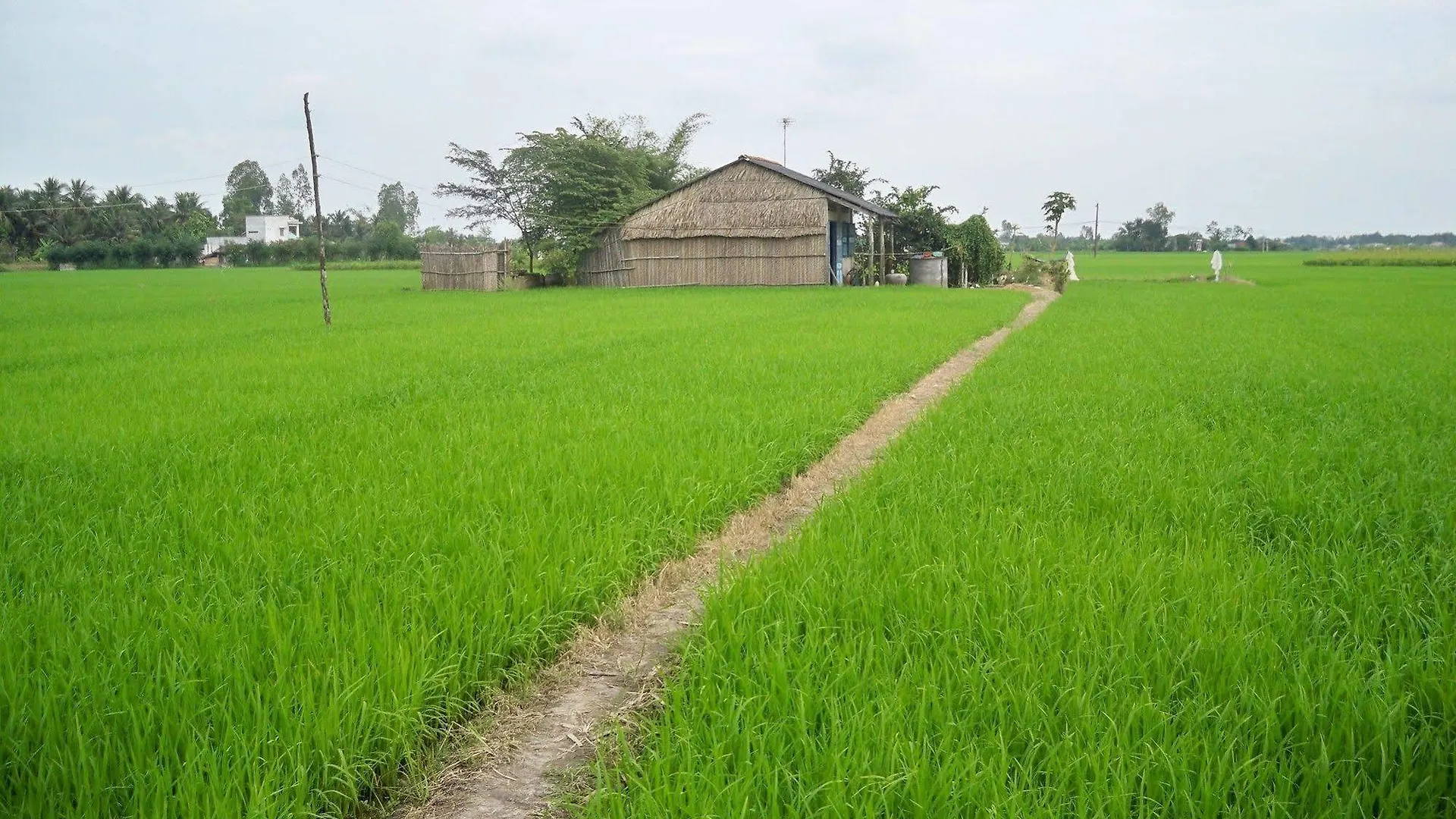 Rice Flower Homestay Hoi An