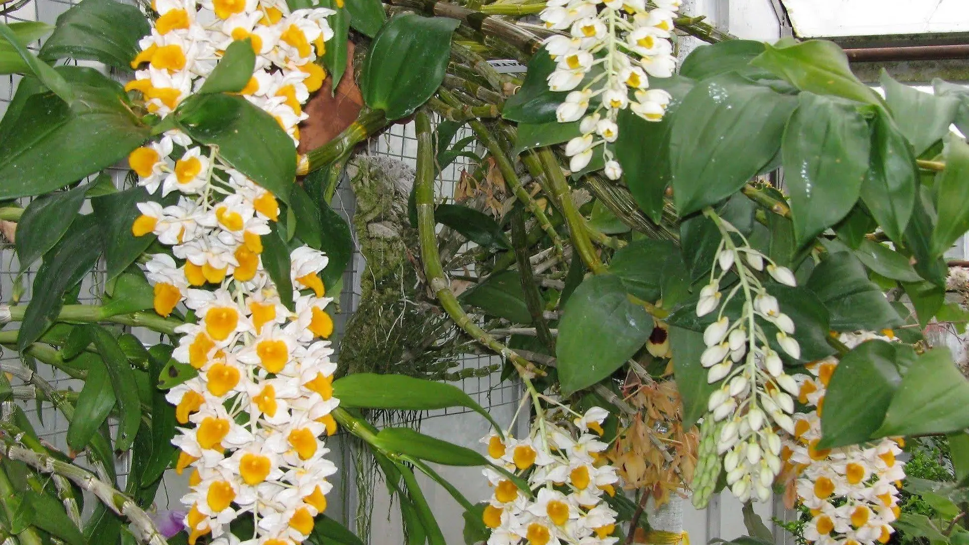 Rice Flower Homestay Hoi An